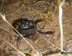 Androctonus crassicauda