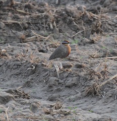 Cursorius coromandelicus