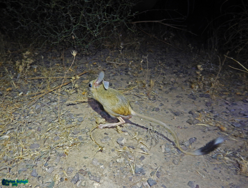 Small Five-toed Jerboa