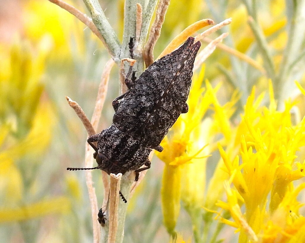 Dicerca pectorosa