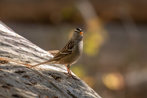 iNaturalist observation photo of White-crowned Sparrow