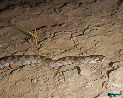 Lytorhynchus ridgewayi