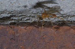 Ctenopelmatinae