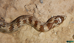 Lytorhynchus ridgewayi