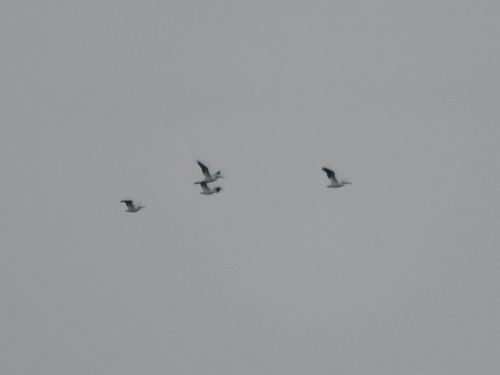 American White Pelican photographed in Nebraska