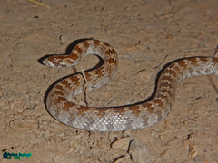 Lytorhynchus ridgewayi