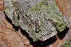 Episinus maculipes