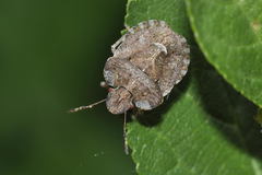 Dyroderes umbraculatus