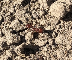 Pogonomyrmex desertorum