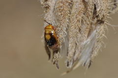 Geocoris erythrocephalus