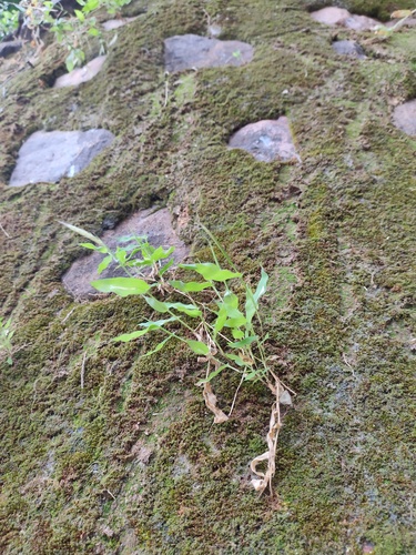 Arthraxon lancifolius observed 2025-09-27