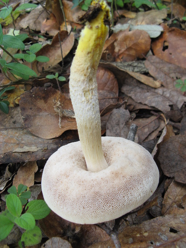 Chrome-footed Bolete