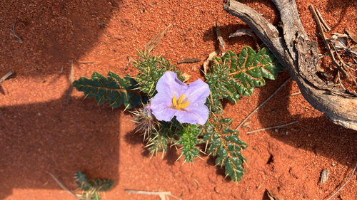 Solanum hoplopetalum