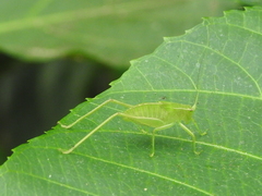 Chloroscirtus forcipatus