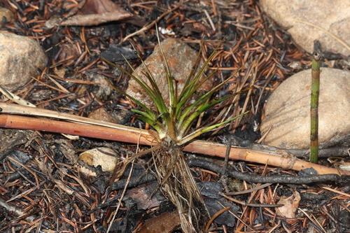 spiny-spored quillwort (Isoetes echinospora)