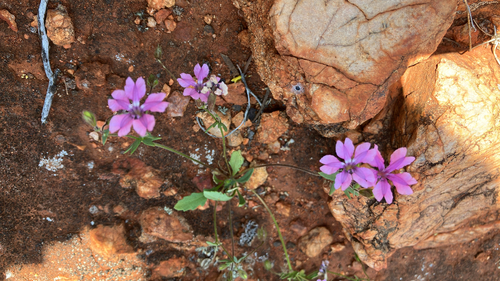 Pink Velleia