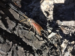 Urocerus californicus