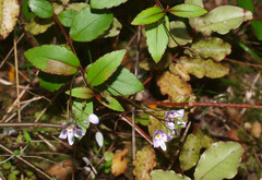 Veronica lanceolata