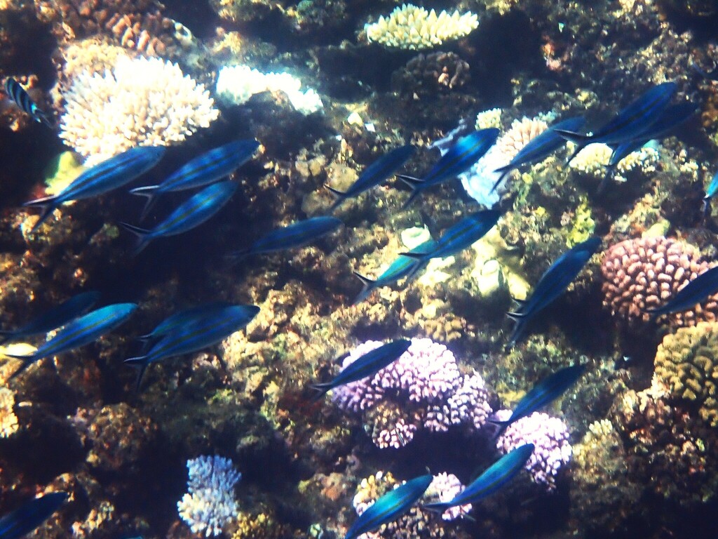 Blue and gold fusilier