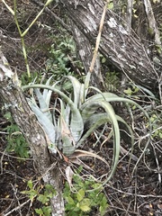 Tillandsia flexuosa