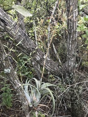 Tillandsia flexuosa