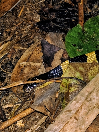 Banded Krait, Bungarus fasciatus