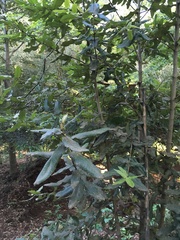 Eucryphia cordifolia