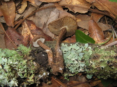 Inocybe hystrix