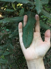 Eucryphia cordifolia