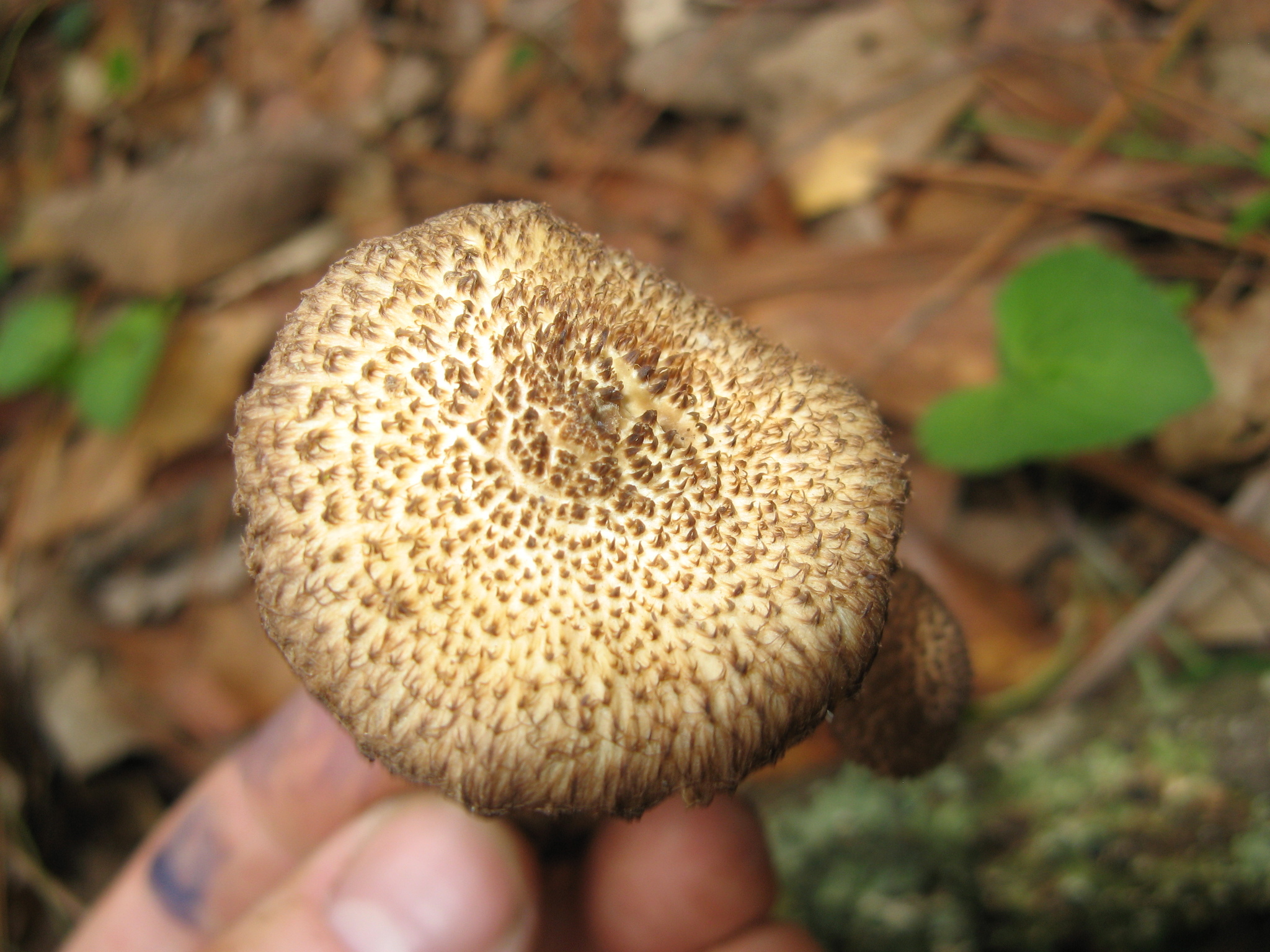 Inocybe hystrix image