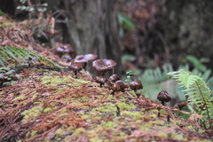 Gymnopus fuscopurpureus