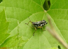 Melanoplus viridipes