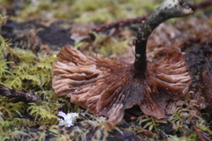 Gymnopus fuscopurpureus