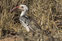 Tockus damarensis