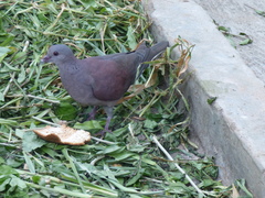 Nesoenas picturatus