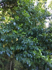 Laurelia sempervirens