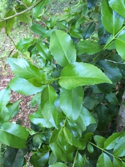 Laurelia sempervirens