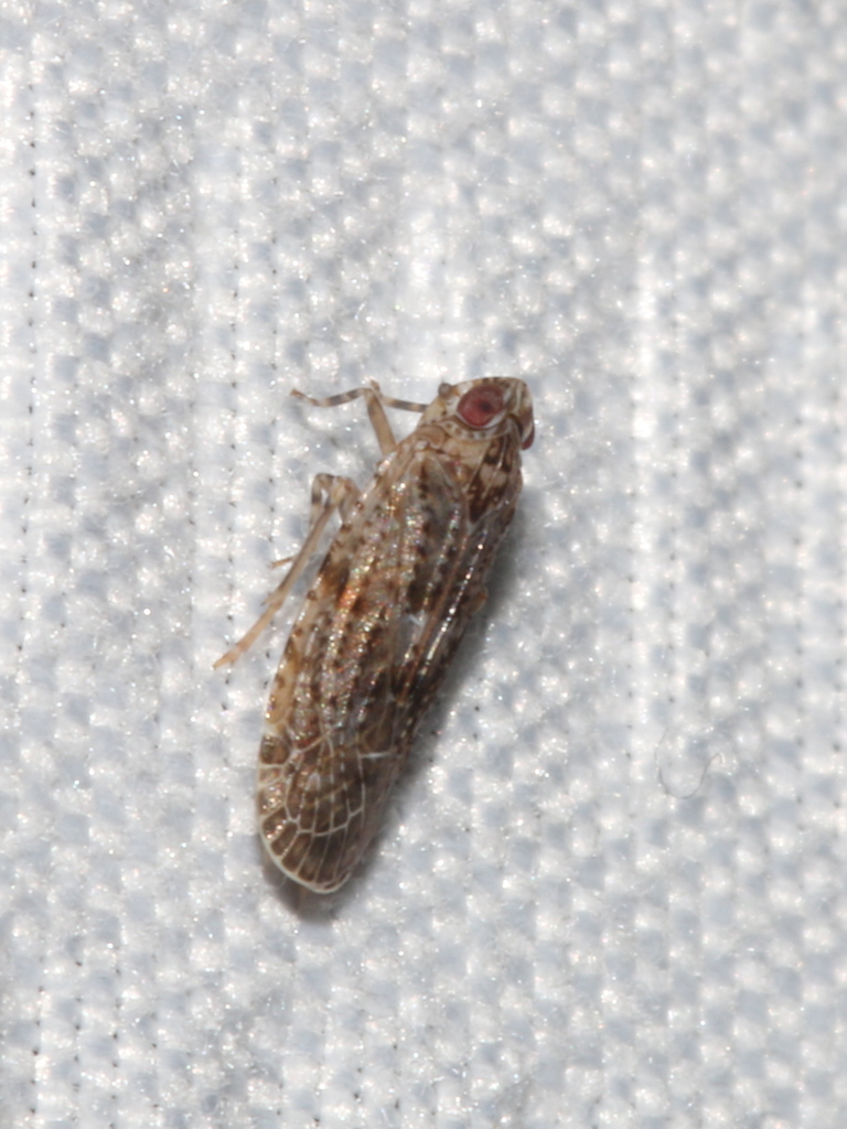 Catonia lunata