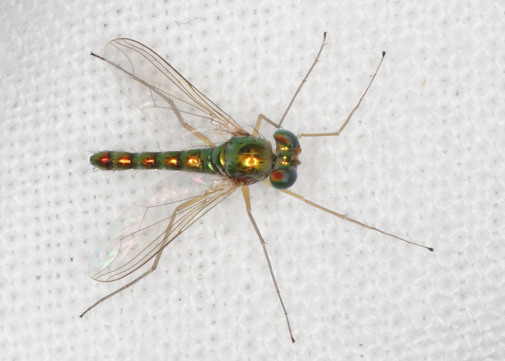 Fly