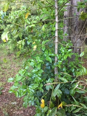 Laurelia sempervirens