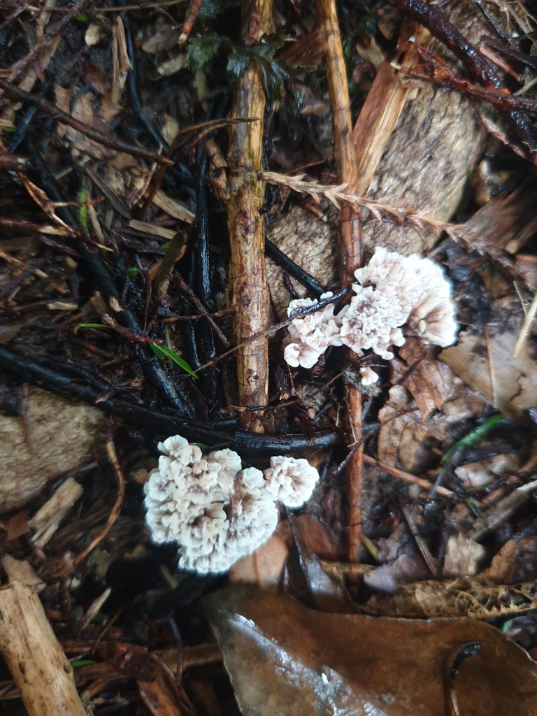 Stereopsis hiscens · September 2025 · photo: © louisesheppard (iNaturalist, cc-by)