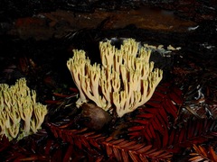 Ramaria apiculata