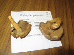 Gymnopilus punctifolius image