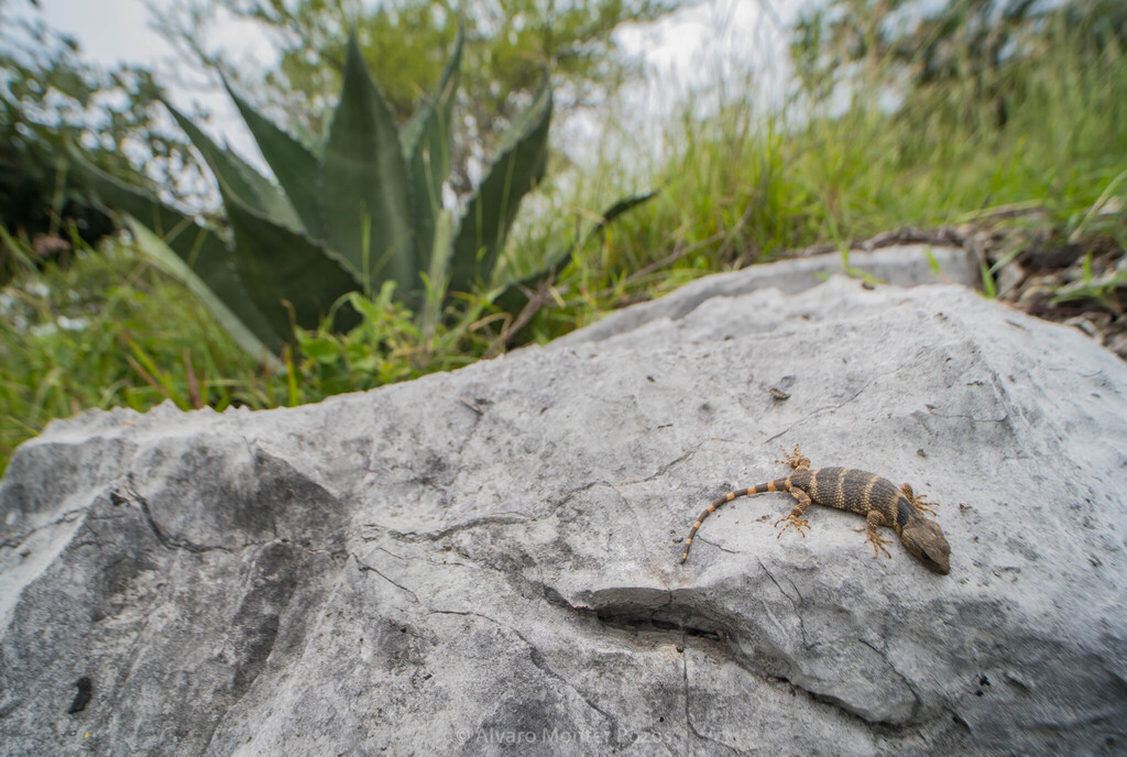 Flathead Knob-Scaled Lizard