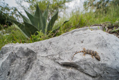 Flathead Knob-Scaled Lizard photo 1