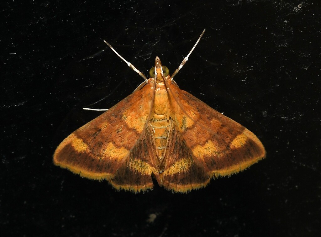 Golden Pyrausta Moth and Allies