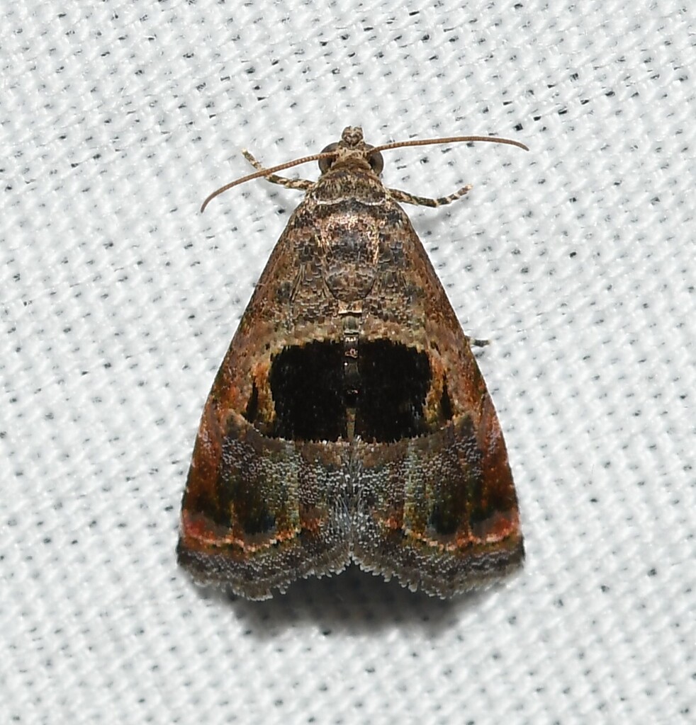 Rectangular Tripudia Moth