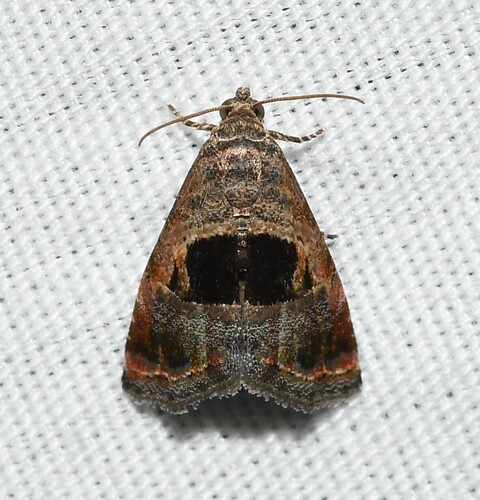 Rectangular Tripudia Moth