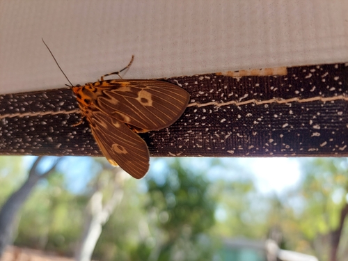 Two-spots Tiger Moth