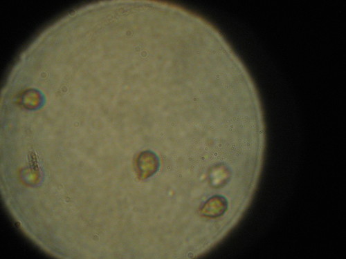 Gymnopilus punctifolius image
